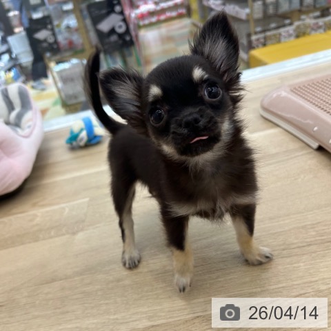 和歌山県のチワワ(ロング) (ペットプラス 和歌山店/2026年1月22日生まれ/女の子/ブラックタン)の子犬の3枚目の画像