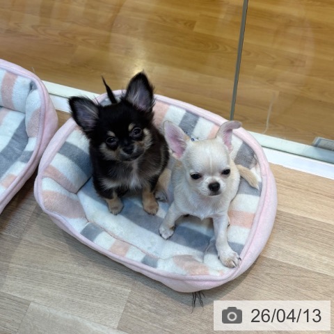 京都府のチワワ(ロング) (ペットプラス イオンモールKYOTO店/2026年1月22日生まれ/女の子/ブラックタン)の子犬の4枚目の画像