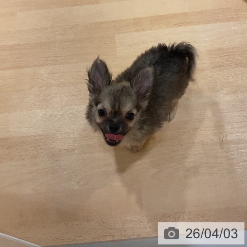 奈良県のチワワ(ロング) (ペットプラス 大和郡山店/2026年1月22日生まれ/男の子/フォーン)の子犬の4枚目の画像