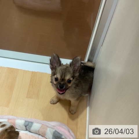 奈良県のチワワ(ロング) (ペットプラス 大和郡山店/2026年1月22日生まれ/男の子/フォーン)の子犬の3枚目の画像