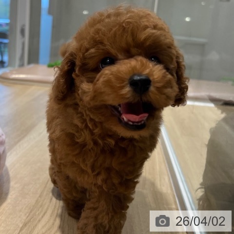 大阪府のトイプードル(トイ) (ペットプラス 四條畷店/2026年1月23日生まれ/男の子/レッドフォーン)の子犬の4枚目の画像