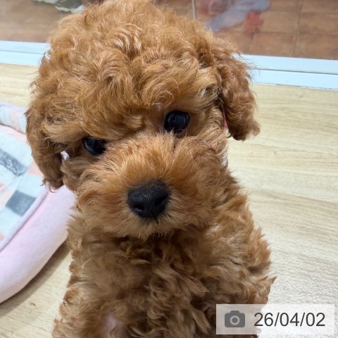 大阪府のトイプードル(トイ) (ペットプラス 四條畷店/2026年1月23日生まれ/男の子/レッドフォーン)の子犬の3枚目の画像