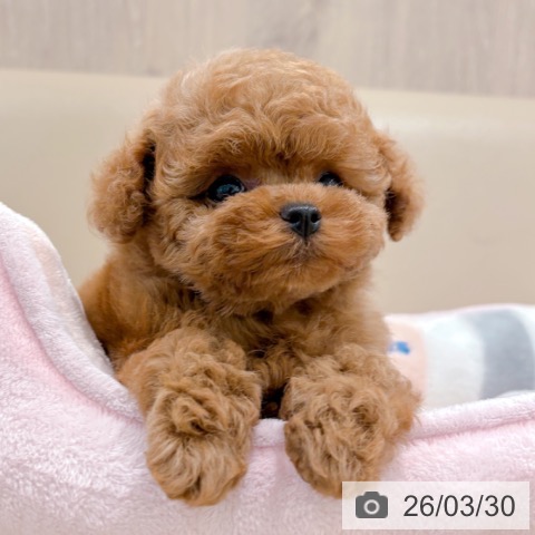 大阪府のトイプードル(トイ) (ペットプラス イオン大日店/2026年1月23日生まれ/女の子/レッドフォーン)の子犬の4枚目の画像