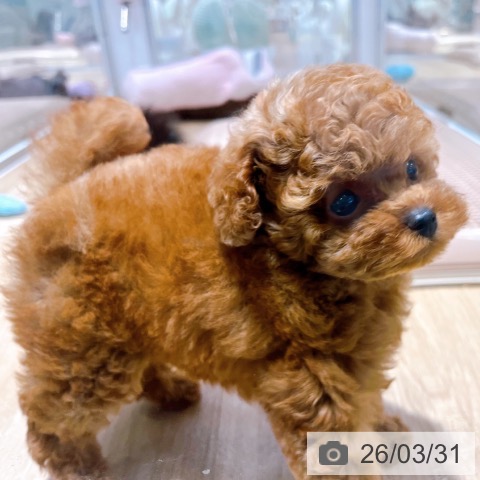 大阪府のトイプードル(トイ) (ペットプラス イオン大日店/2026年1月23日生まれ/女の子/レッドフォーン)の子犬の3枚目の画像