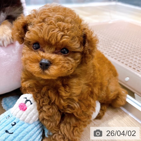 大阪府のトイプードル(トイ) (ペットプラス イオン大日店/2026年1月23日生まれ/女の子/レッドフォーン)の子犬の4枚目の画像