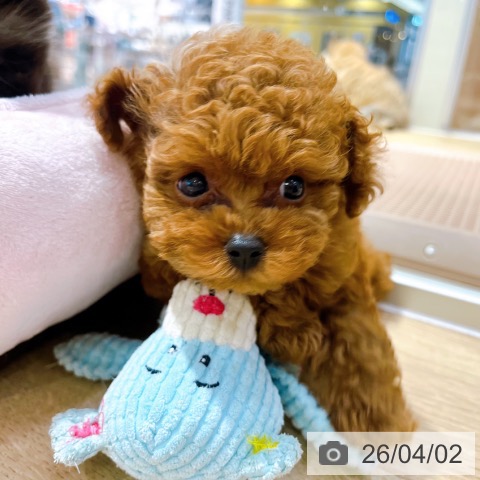 大阪府のトイプードル(トイ) (ペットプラス イオン大日店/2026年1月23日生まれ/女の子/レッドフォーン)の子犬の3枚目の画像