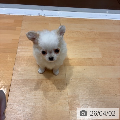 奈良県のチワワ(ロング) (ペットプラス 大和郡山店/2026年1月23日生まれ/女の子/ホワイトクリーム)の子犬の4枚目の画像