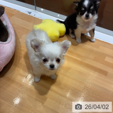 奈良県のチワワ(ロング) (ペットプラス 大和郡山店/2026年1月23日生まれ/女の子/ホワイトクリーム)の子犬の3枚目の画像