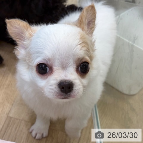 大阪府のチワワ(ロング) (ペットプラス 堺北花田店/2026年1月23日生まれ/女の子/ホワイトクリーム)の子犬の4枚目の画像