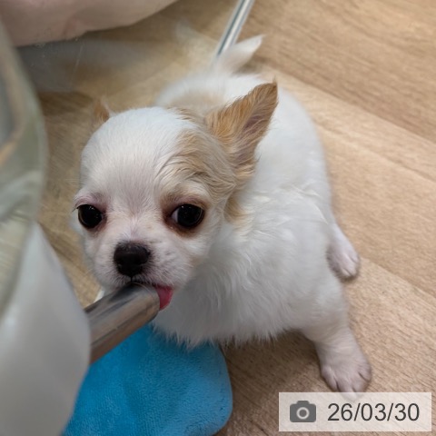 大阪府のチワワ(ロング) (ペットプラス 堺北花田店/2026年1月23日生まれ/女の子/ホワイトクリーム)の子犬の3枚目の画像