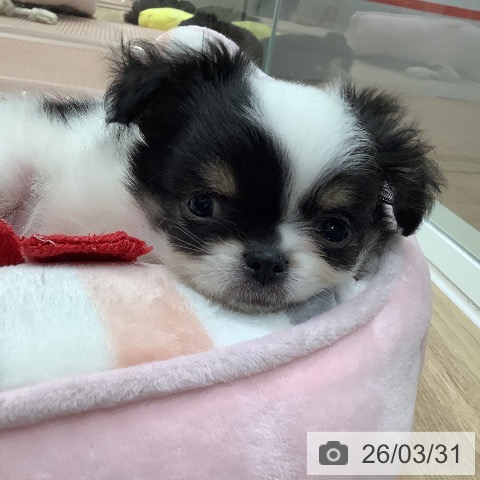 大阪府のチワワ(ロング) (ペットプラス 鶴見店/2026年1月28日生まれ/男の子/ホワイトブラックタン)の子犬の4枚目の画像