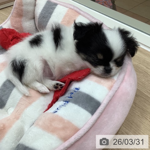 大阪府のチワワ(ロング) (ペットプラス 鶴見店/2026年1月28日生まれ/男の子/ホワイトブラックタン)の子犬の3枚目の画像