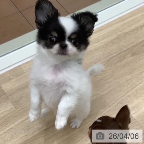 大阪府のチワワ(ロング) (ペットプラス 鶴見店/2026年1月28日生まれ/男の子/ホワイトブラックタン)の子犬の4枚目の画像