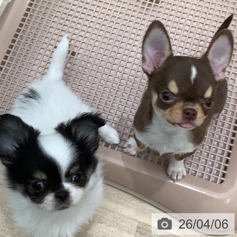 大阪府のチワワ(ロング) (ペットプラス 鶴見店/2026年1月28日生まれ/男の子/ホワイトブラックタン)の子犬の3枚目の画像