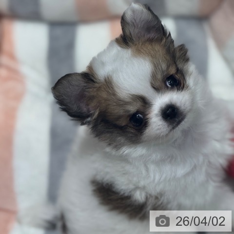 大阪府のチワワ(ロング) (ペットプラス 四條畷店/2026年1月28日生まれ/男の子/ホワイトレッド)の子犬の4枚目の画像