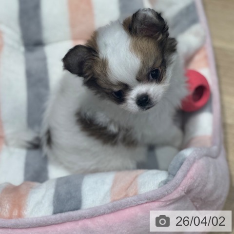 大阪府のチワワ(ロング) (ペットプラス 四條畷店/2026年1月28日生まれ/男の子/ホワイトレッド)の子犬の3枚目の画像