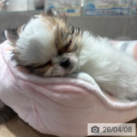 兵庫県のチワワ(ロング) (ペットプラス 神戸三宮店/2026年1月28日生まれ/女の子/ホワイトレッド)の子犬の3枚目の画像