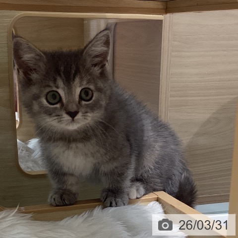 マンチカンの写真