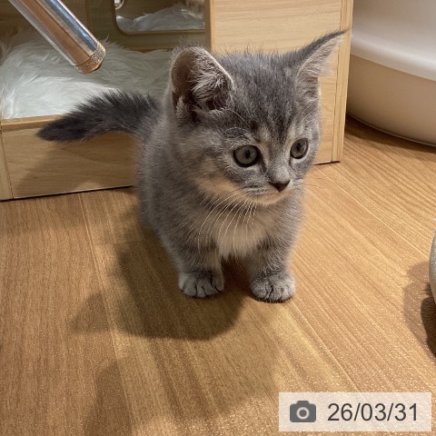 マンチカンの写真