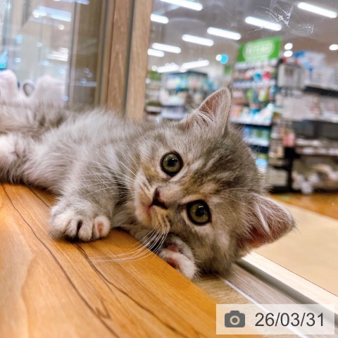 大阪府のマンチカン (ペットプラス イオン大日店/2026年1月8日生まれ/女の子/ブルータビーホワイト)の子猫の4枚目の画像