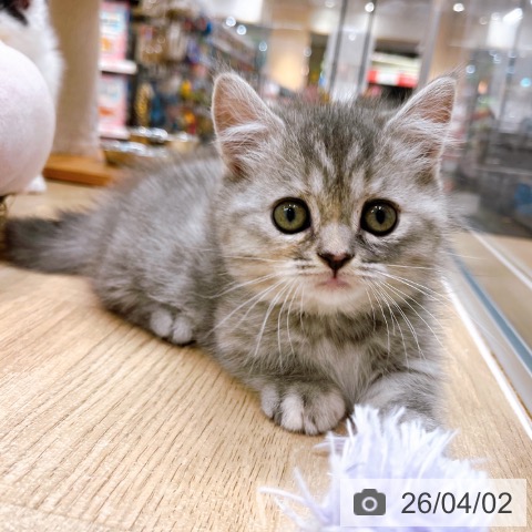 大阪府のマンチカン (ペットプラス イオン大日店/2026年1月8日生まれ/女の子/ブルータビーホワイト)の子猫の3枚目の画像