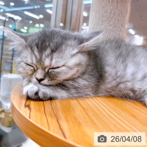 大阪府のマンチカン (ペットプラス イオン大日店/2026年1月8日生まれ/女の子/ブルータビーホワイト)の子猫の4枚目の画像