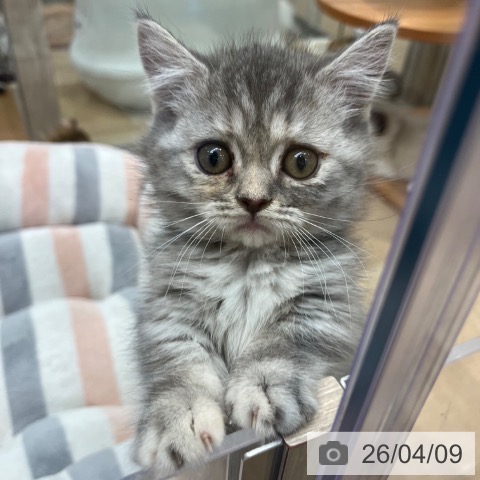 大阪府のマンチカン (ペットプラス イオン大日店/2026年1月8日生まれ/女の子/ブルータビーホワイト)の子猫の3枚目の画像