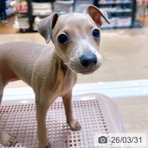 大阪府のイタリアングレーハウンド (ペットプラス イオン大日店/2026年1月19日生まれ/女の子/フォーン)の子犬の4枚目の画像