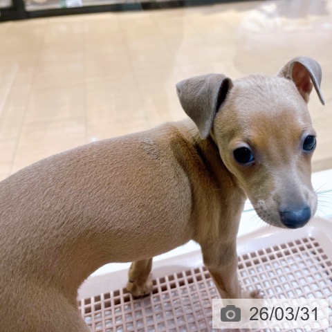 大阪府のイタリアングレーハウンド (ペットプラス イオン大日店/2026年1月19日生まれ/女の子/フォーン)の子犬の3枚目の画像