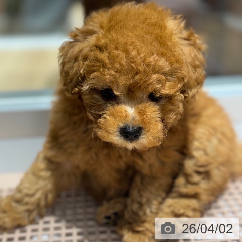 大阪府のトイプードル(トイ) (ペットプラス 四條畷店/2026年1月29日生まれ/女の子/レッドフォーン)の子犬の4枚目の画像