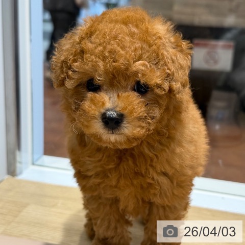 大阪府のトイプードル(トイ) (ペットプラス 四條畷店/2026年1月29日生まれ/女の子/レッドフォーン)の子犬の4枚目の画像