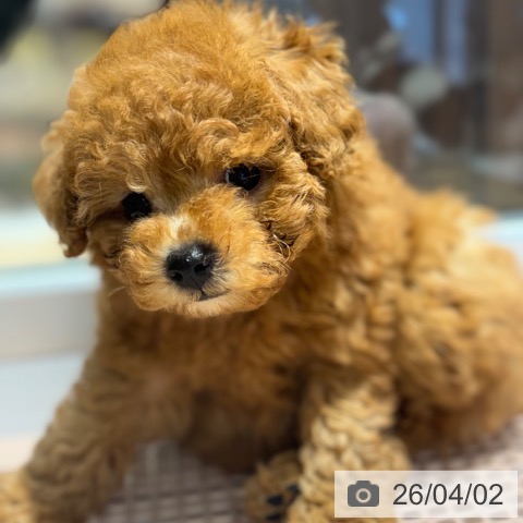 大阪府のトイプードル(トイ) (ペットプラス 四條畷店/2026年1月29日生まれ/女の子/レッドフォーン)の子犬の3枚目の画像