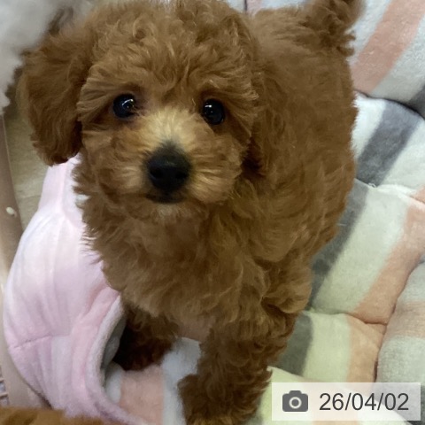 兵庫県のトイプードル(トイ) (ペットプラス 明石店/2026年1月29日生まれ/女の子/アプリコット)の子犬の4枚目の画像