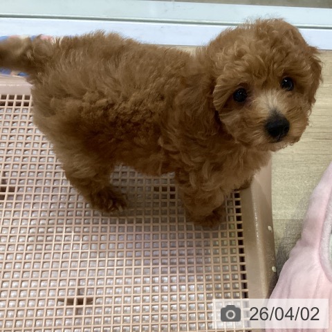 兵庫県のトイプードル(トイ) (ペットプラス 明石店/2026年1月29日生まれ/女の子/アプリコット)の子犬の3枚目の画像