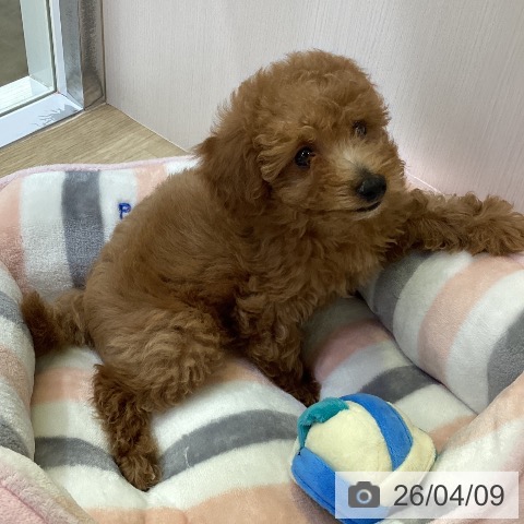 兵庫県のトイプードル(トイ) (ペットプラス 明石店/2026年1月29日生まれ/女の子/アプリコット)の子犬の3枚目の画像