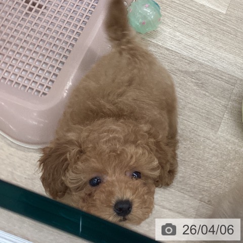 大阪府のトイプードル(トイ) (ペットプラス りんくう泉南店/2026年1月29日生まれ/女の子/アプリコット)の子犬の4枚目の画像