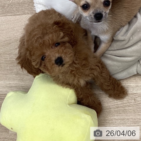 大阪府のトイプードル(トイ) (ペットプラス りんくう泉南店/2026年1月29日生まれ/女の子/アプリコット)の子犬の3枚目の画像