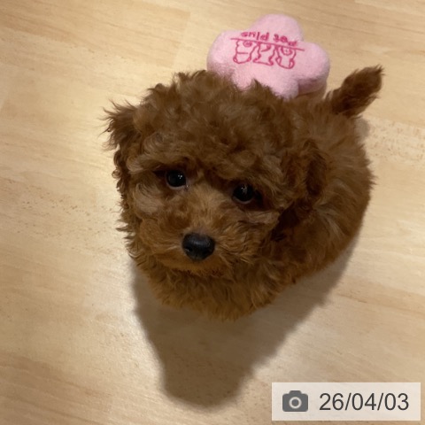 トイ・プードルの写真