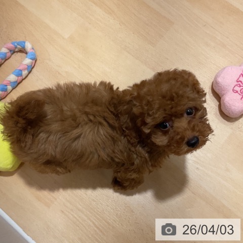 奈良県のトイプードル(トイ) (ペットプラス 大和郡山店/2026年1月24日生まれ/男の子/レッドフォーン)の子犬の4枚目の画像