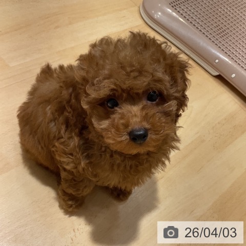 奈良県のトイプードル(トイ) (ペットプラス 大和郡山店/2026年1月24日生まれ/男の子/レッドフォーン)の子犬の3枚目の画像