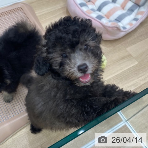 和歌山県のトイプードル(トイ) (ペットプラス 和歌山店/2026年1月24日生まれ/男の子/シルバー)の子犬の4枚目の画像