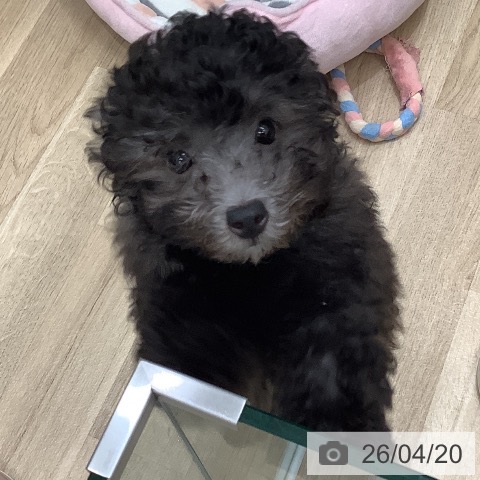 和歌山県のトイプードル(トイ) (ペットプラス 和歌山店/2026年1月24日生まれ/男の子/シルバー)の子犬の3枚目の画像