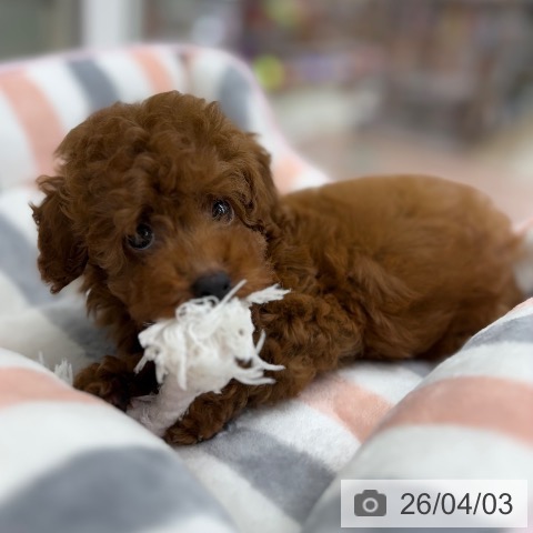 トイ・プードルの写真