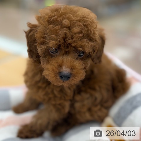 トイ・プードルの写真