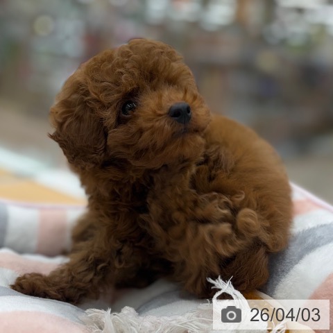 トイ・プードルの写真