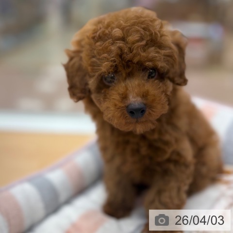 トイ・プードルの写真