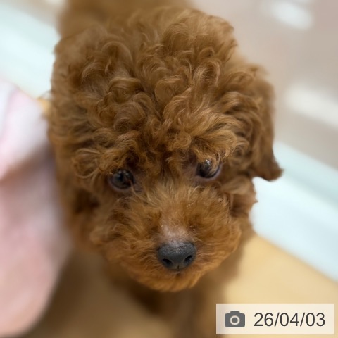 トイ・プードルの写真