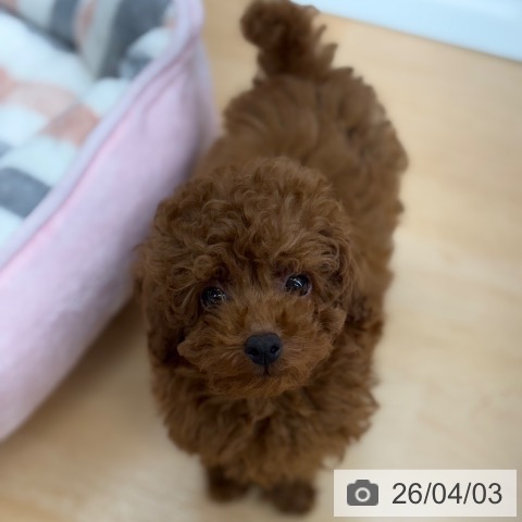 トイ・プードルの写真