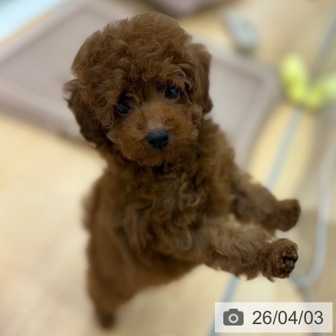 トイ・プードルの写真