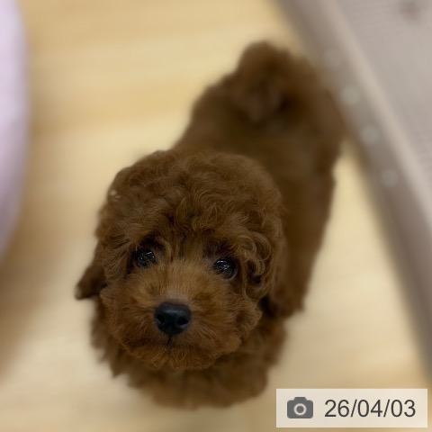 京都府のトイプードル(トイ) (ペットプラス 醍醐店/2026年1月24日生まれ/男の子/レッドフォーン)の子犬の4枚目の画像